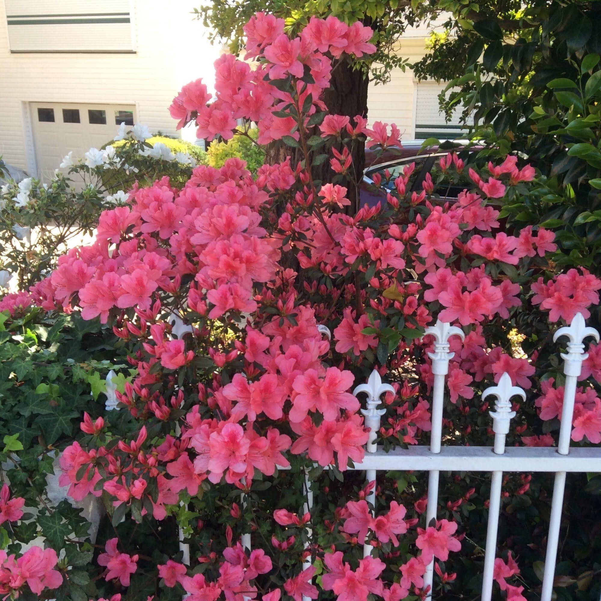 North Ryde Guesthouse ซิดนีย์ ภายนอก รูปภาพ